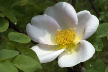 Rosa 'Nevada' au Jardin de la Salamandre en Dordogne