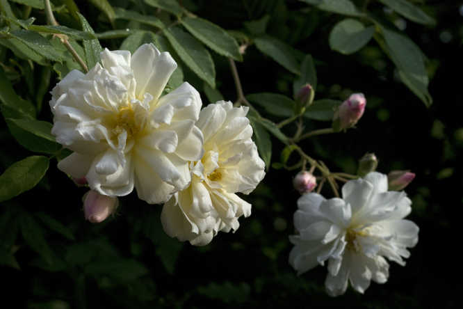 Rosa 'Princesse de Nassau' au Jardin de la Salamandre en Dordogne