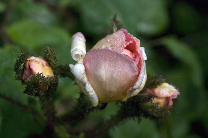 Rosa 'Robert Léopold' au Jardin de la Salamandre en Dordogne