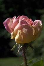 Rosa 'Robert Léopold' au Jardin de la Salamandre en Dordogne