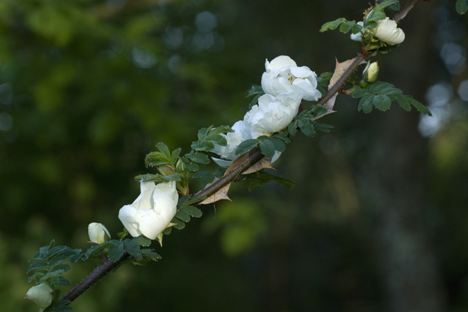Rosa omeiensis ssp. sericea f. pteracantha  au Jardin de la Salamandre en Dordogne