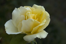 Rosa 'Zitronenfalter' au Jardin de la Salamandre en Dordogne