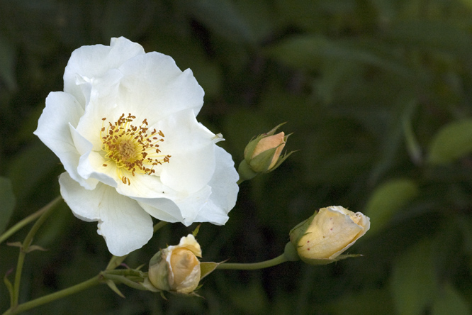 Rosa  'Autumn Delight' 2 au Jardin de la Salamandre en Dordogne