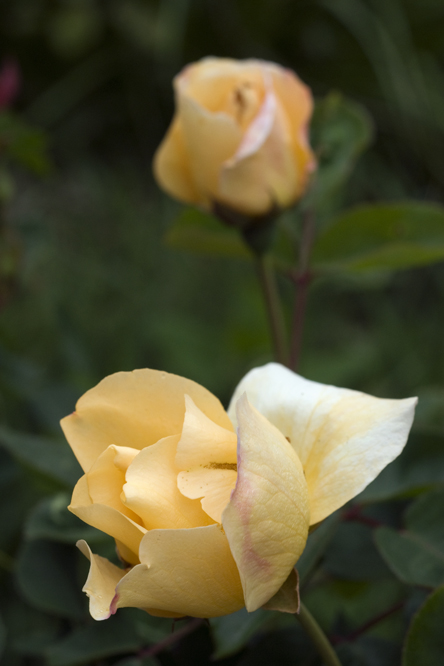 Rosa 'Autumn Delight' au Jardin de la Salamandre