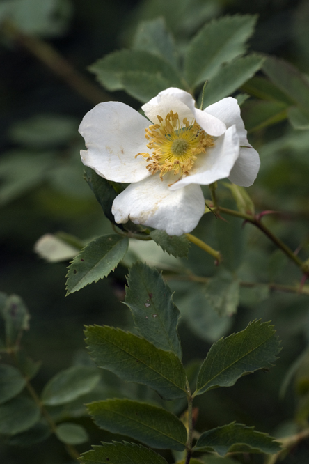 Rosa fedtschenkoana au Jardin de la Salamandre en Dordogne