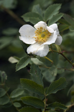 Rosa fedtschenkoana au Jardin de la Salamandre