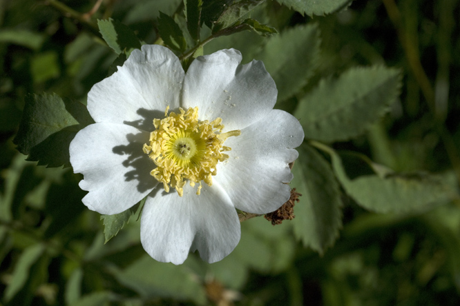 Rosa fedtschenkoana 2 au Jardin de la Salamandre en Dordogne