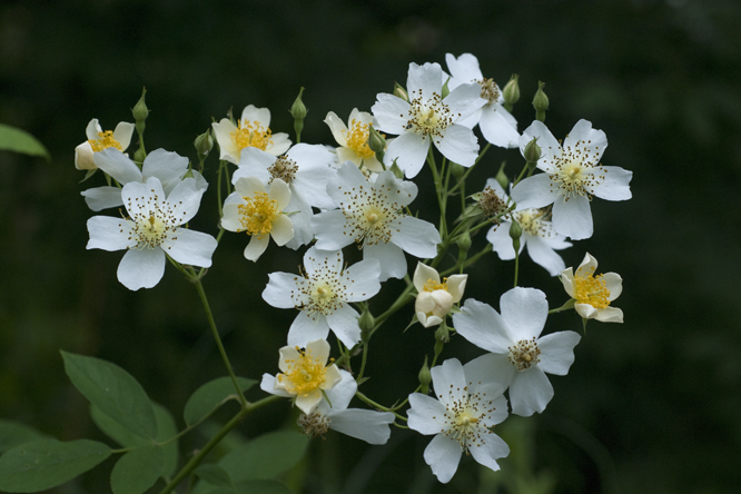 Rosa filipes 'Kiftsgate' au Jardin de la Salamandre en Dordogne