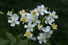 Rosa 'Kiftsgate' au Jardin de la Salamandre