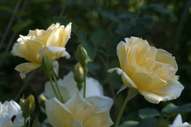 Rosa 'Francesca' au Jardin de la Salamandre en Dordogne