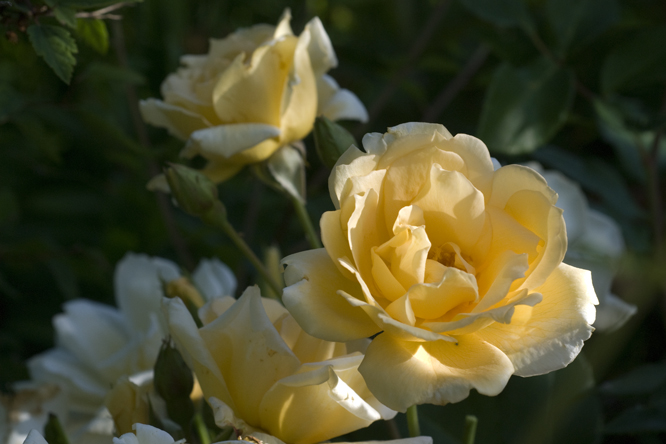 Rosa 'Francesca' 2 au Jardin de la Salamandre en Dordogne