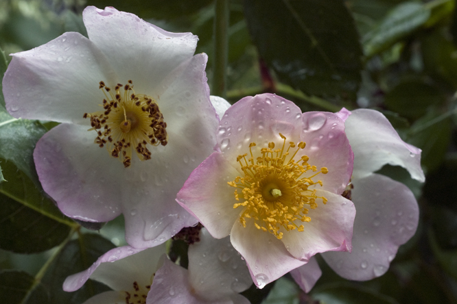 Rosa 'Francis Lester' au Jardin de la Salamandre en Dordogne