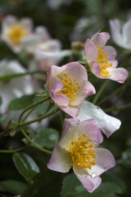 Rosa 'Francis Lester' 2au Jardin de la Salamandre en Dordogne