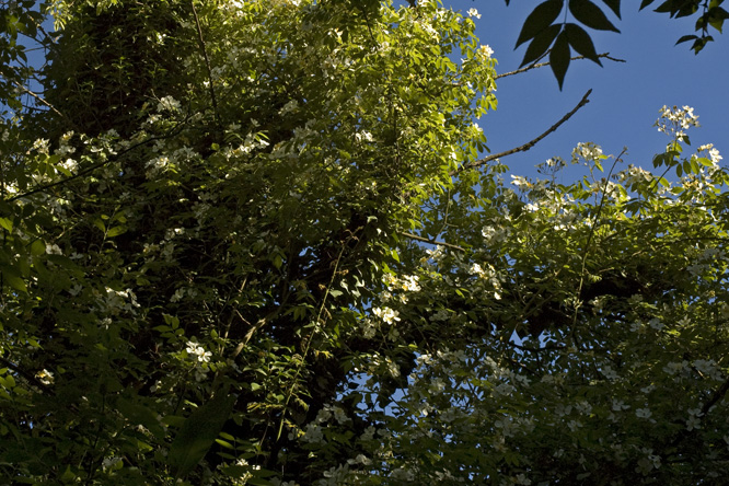 Rosa  helenae 2 au Jardin de la Salamandre en Dordogne