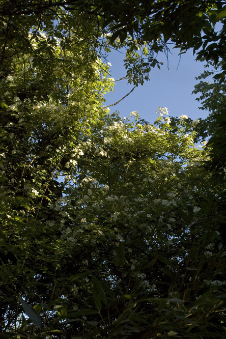 Rosa  helenae au Jardin de la Salamandre en Dordogne