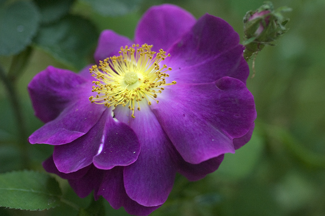 Rosa  'Belle Sultane' au Jardin de la Salamandre en Dordogne