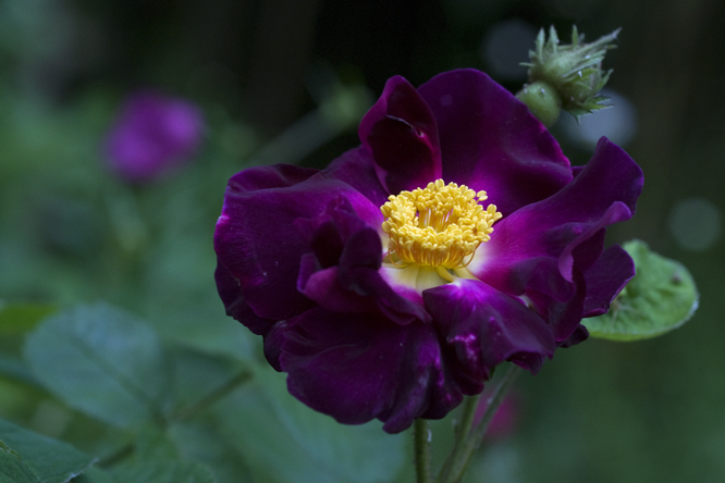 Rosa  'La Belle Sultane' 3 au Jardin de la Salamandre en Dordogne