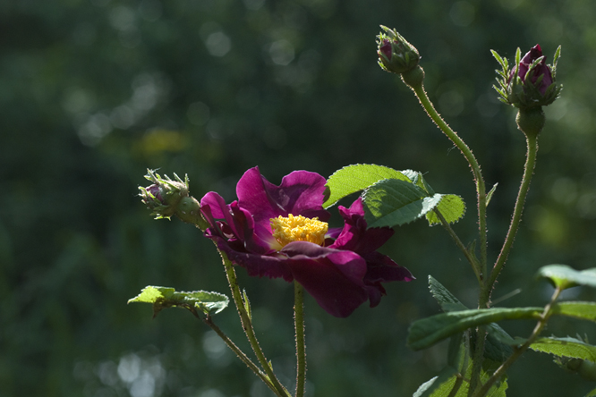 Rosa 'La Belle Sultane' 2 au Jardin de la Salamandre en Dordogne