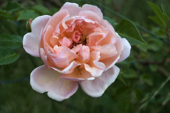 Rosa 'Léontine Gervais' 2 au Jardin de la Salamandre en Dordogne