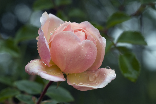 Rosa 'Léontine Gervais' au Jardin de la Salamandre en Dordogne