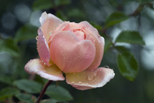 Rosa 'Léontine Gervais' au Jardin de la Salamandre