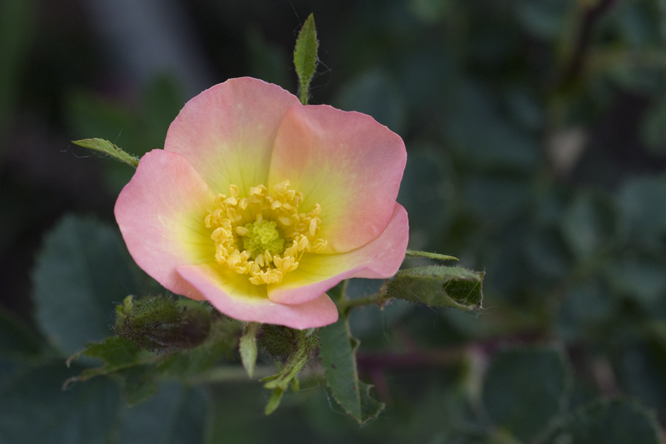 Rosa  'Lord Penzance' 2 au Jardin de la Salamandre en Dordogne