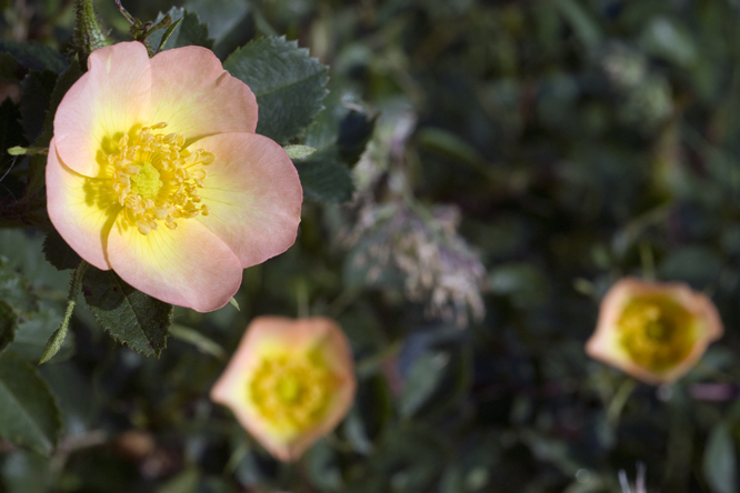 Rosa  'Lord Penzance' au Jardin de la Salamandre en Dordogne