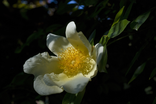 Rosa 'Mermaid' au Jardin de la Salamandre en Dordogne