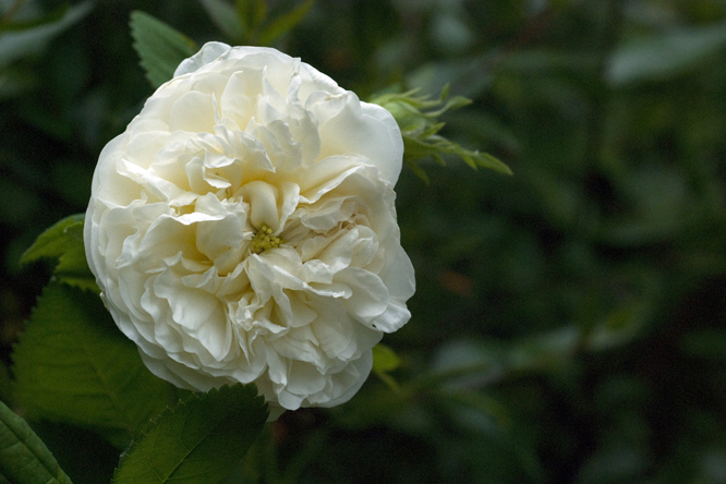 Rosa  'Madame Legras de Saint Germain' au Jardin de la Salamandre en Dordogne