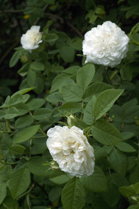 Rosa  'Madame Legras de Saint Germain' 2 au Jardin de la Salamandre en Dordogne