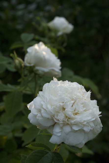 Rosa 'Mme Legras de St Germain' 3 au Jardin de la Salamandre en Dordogne