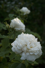 Rosa 'Mme Legras de St Germain' au Jardin de la Salamandre