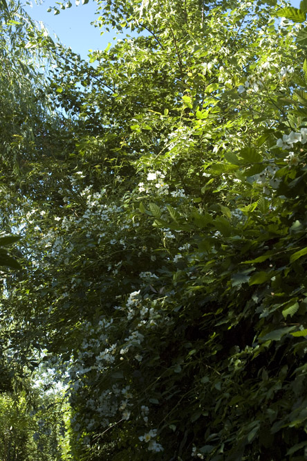 Rosa  mulliganii au Jardin de la Salamandre en Dordogne