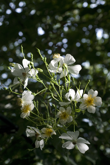 Rosa mulliganii au Jardin de la Salamandre en Dordogne