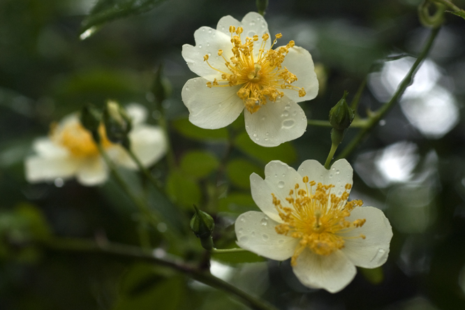 Rosa  mulliganii au Jardin de la Salamandre en Dordogne