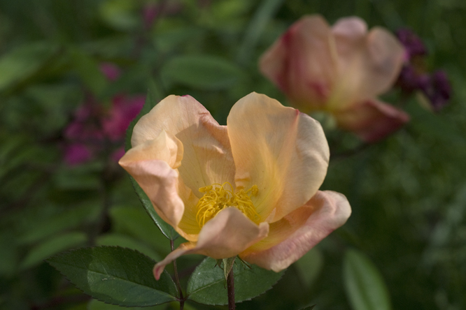 Rosa 'Mutabilis' au Jardin de la Salamandre en Dordogne