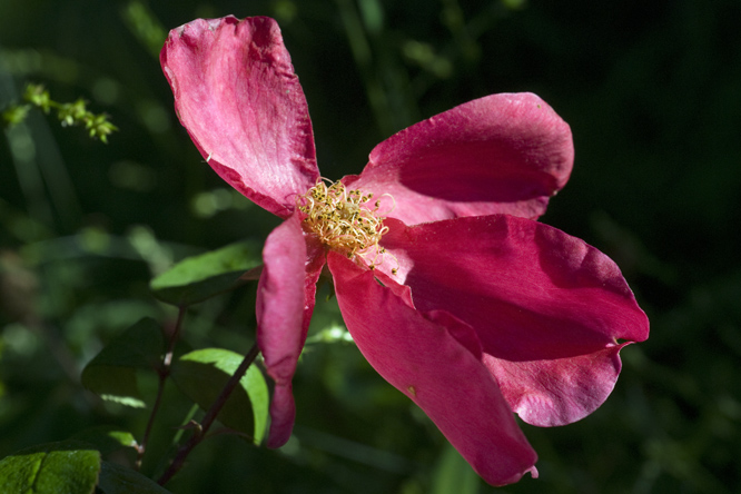Rosa 'Mutabilis' 2 au Jardin de la Salamandre en Dordogne