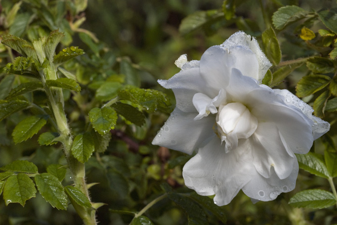 Rosa  'Schneezwerg' au Jardin de la Salamandre en Dordogne