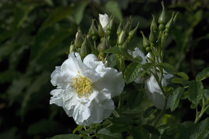 Rosa  'Schneezwerg' 2 au Jardin de la Salamandre en Dordogne