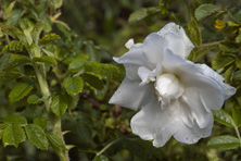 Rosa 'Schneezwerg' au Jardinde la Salamandre en Dordogne