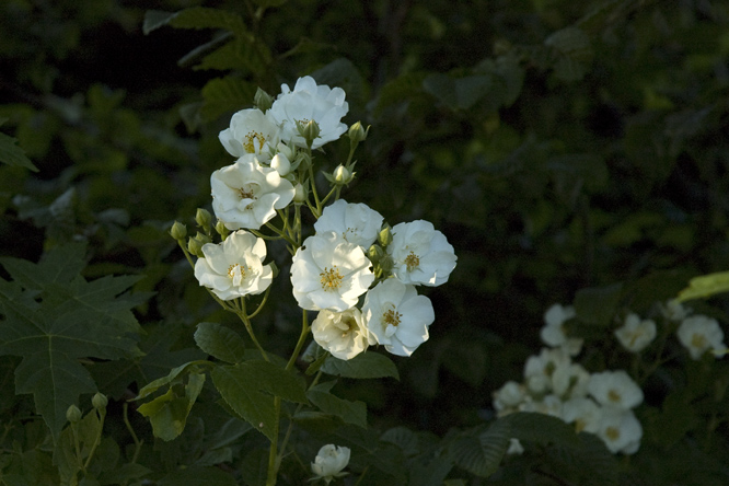 Rosa 'Thalia' au Jardin de la Salamandre en Dordogne