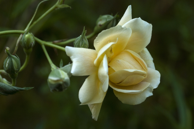Rosa 'Thisbé' au Jardin de la Salamandre en Dordogne
