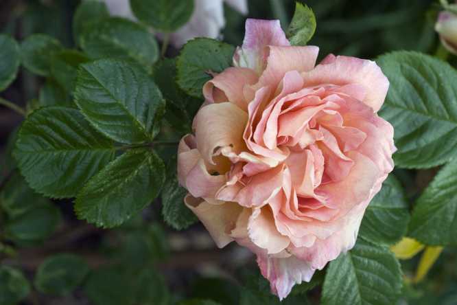 Rosa 'Vanguard' au Jardin de la Salamandre en Dordogne