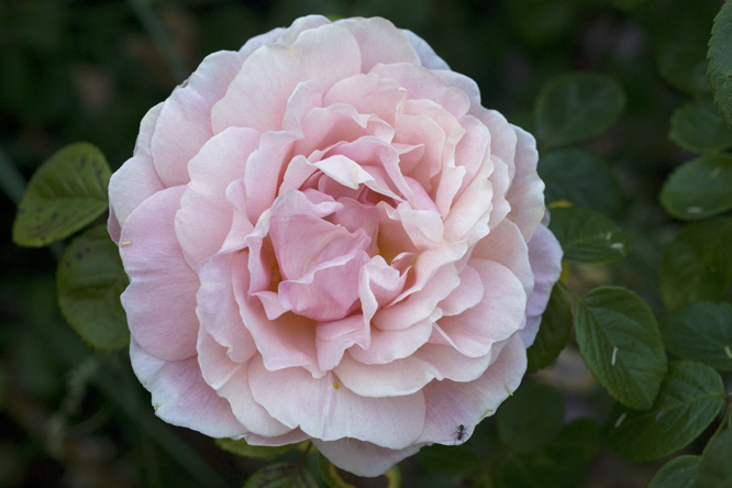 Rosa 'Vanguard' 2 au Jardin de la Salamandre en Dordogne