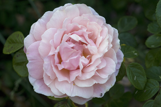 Rosa 'Vanguard' 2 au Jardin de la Salamandre en Dordogne