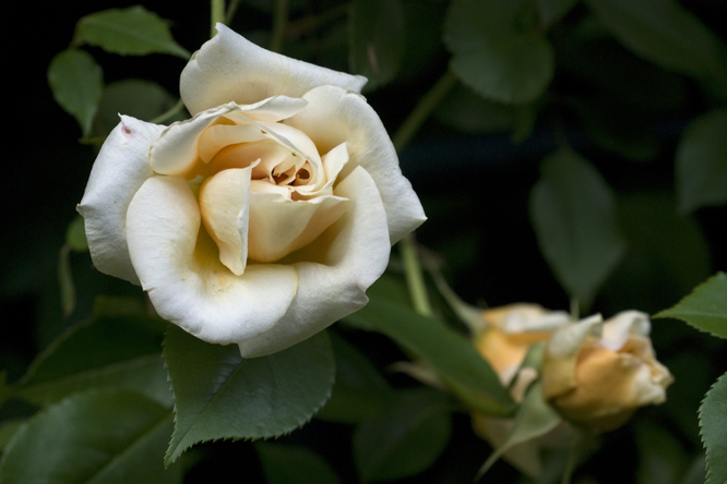 Rosa 'William Allen Richardson' 2 au Jardin de la Salamandre en Dordogne