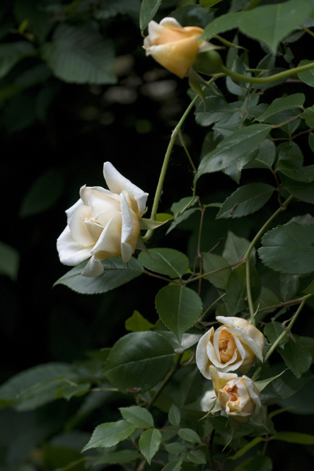 Rosa 'William Allen Richardson' au Jardin de la Salamandre en Dordogne