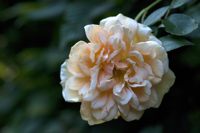 Rosa 'William Allen Richardson' 3au Jardin de la Salamandre en Dordogne