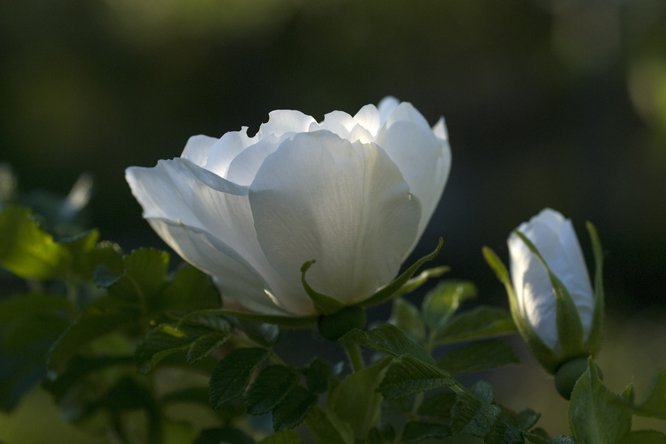 Rosa 'White Perfection' au Jardin de la Salamandre en Dordogne