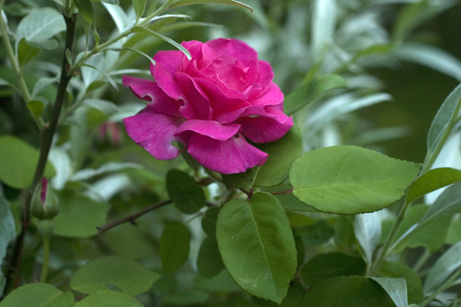 Rosa 'Zéphirine Drouhin' au Jardin de la Salamandre en Dordogne